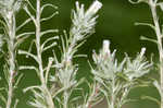 Annual trampweed